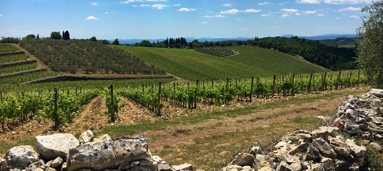 Wine Tour from Florence, Chianti Vineyard, Tuscan Coutryside