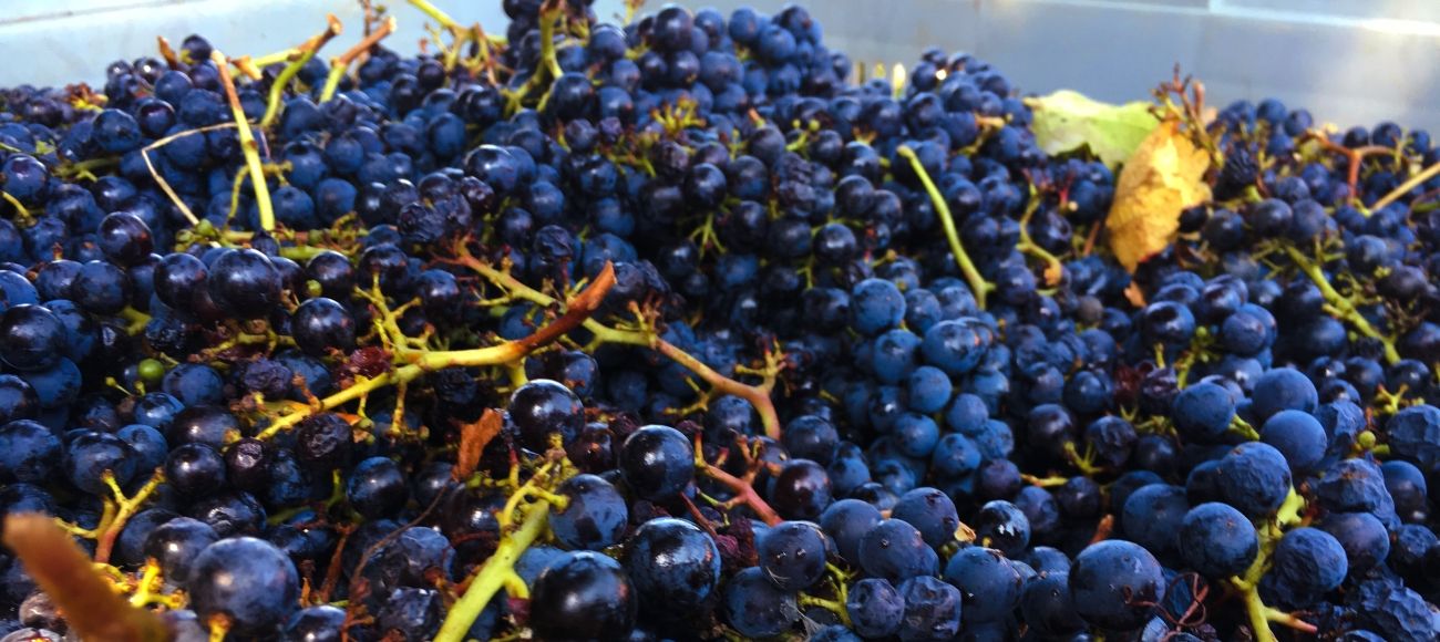 Chianti harvest, Chianti Grape, Chianti Wine Tour, Sangiovese grape