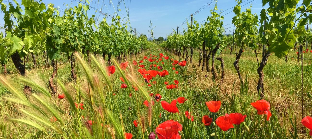 Bolgheri wine tour, Scansano and the south coast of Tuscany - Bolgheri vineyards in may