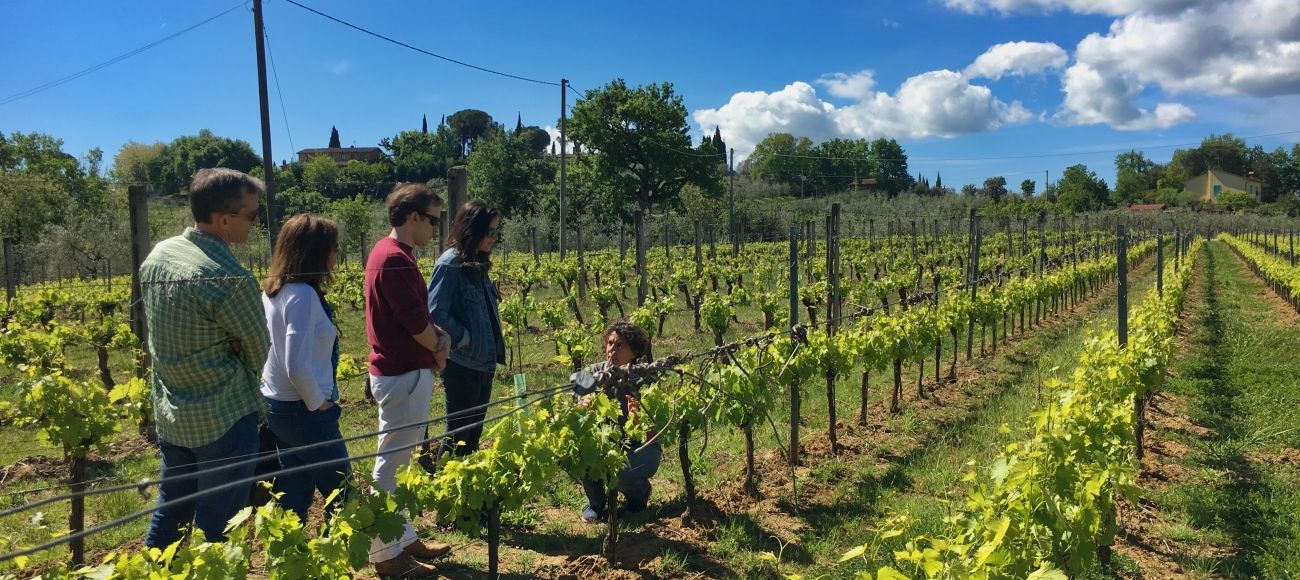 Montepulciano Vineyard in Tuscany, Montepulciano Wine Tour, Nobile Wine experience