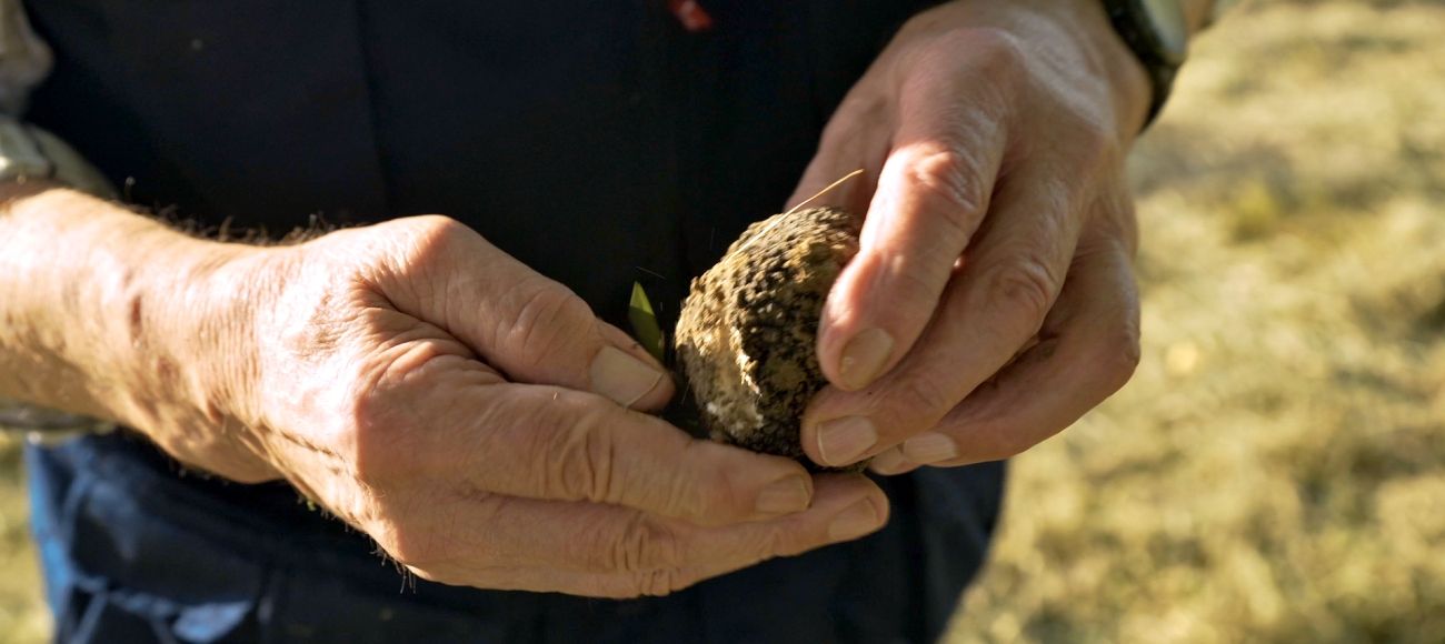 truffle hunter - Toursintuscany tour of Barolo Wine tour and Truffle Hunting in Piedmont