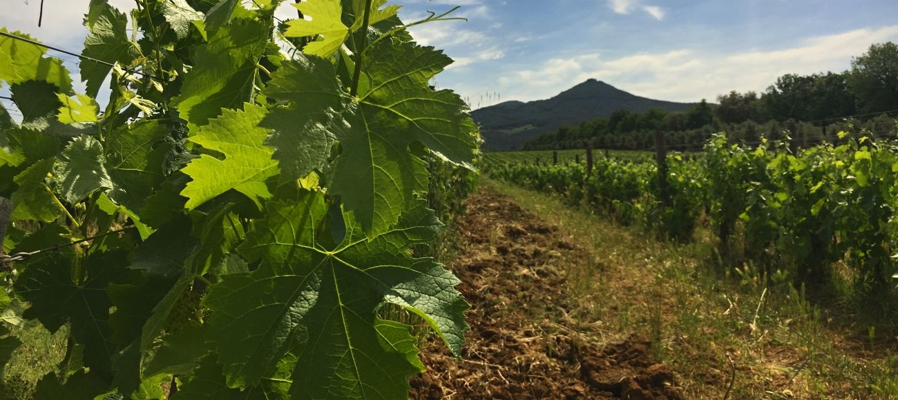 Bolgheri vineyards - Bolgheri Super Tuscan wine tour